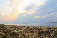 отели - отдых у моря - Береговое 2024 Феодосия 2024 отдых на море в России - отзывы - Лучшие гостевые дома