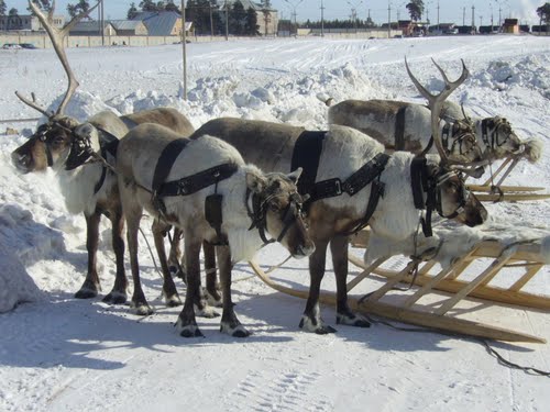 Праздник Оленевода и рыбака г.Когалым, ХМАО
