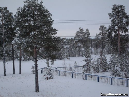 Зимний лес