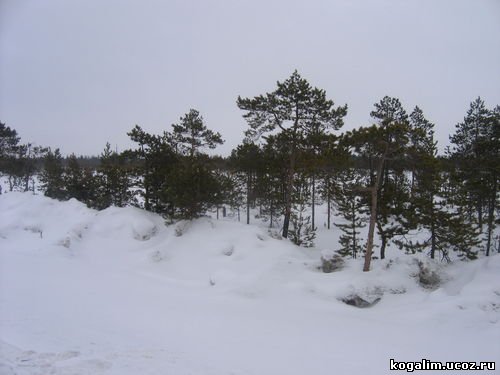 Зимник