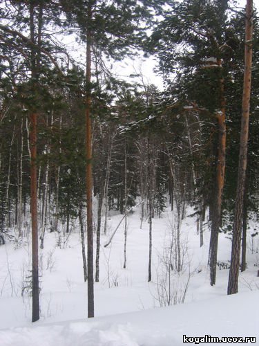 Зимний лес